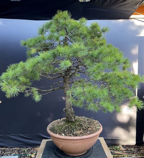 bonsai 意思|欧路词典